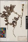 Foto von Salix cinerea L.
